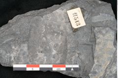 Foto (Detailansicht) von Plantae indet.  (NHMW-GEO-2024-0188-11543)